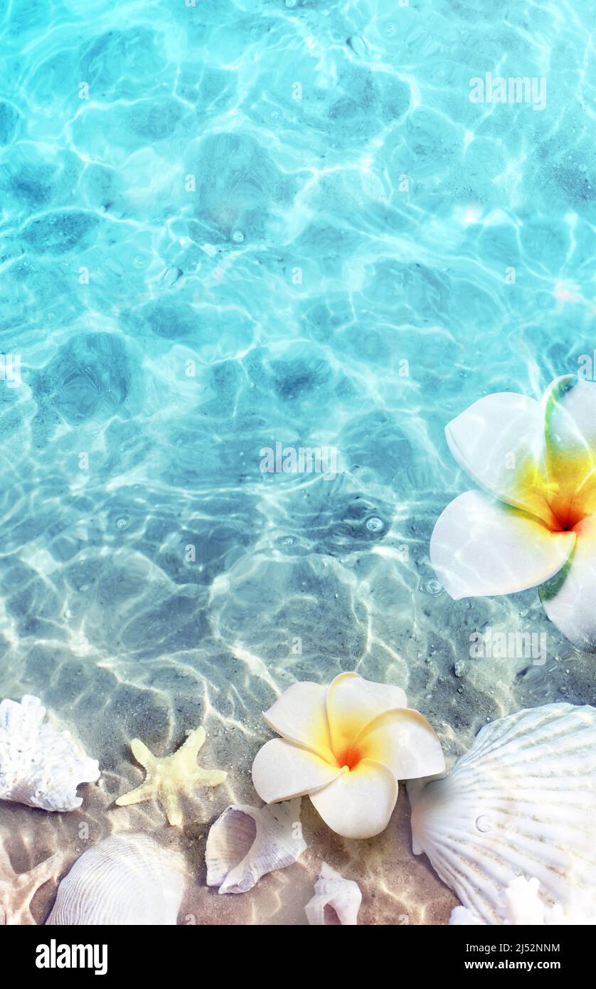 Starfish, seashell and flower on the summer beach in sea water. Summer background. Summer time. Stock Photo