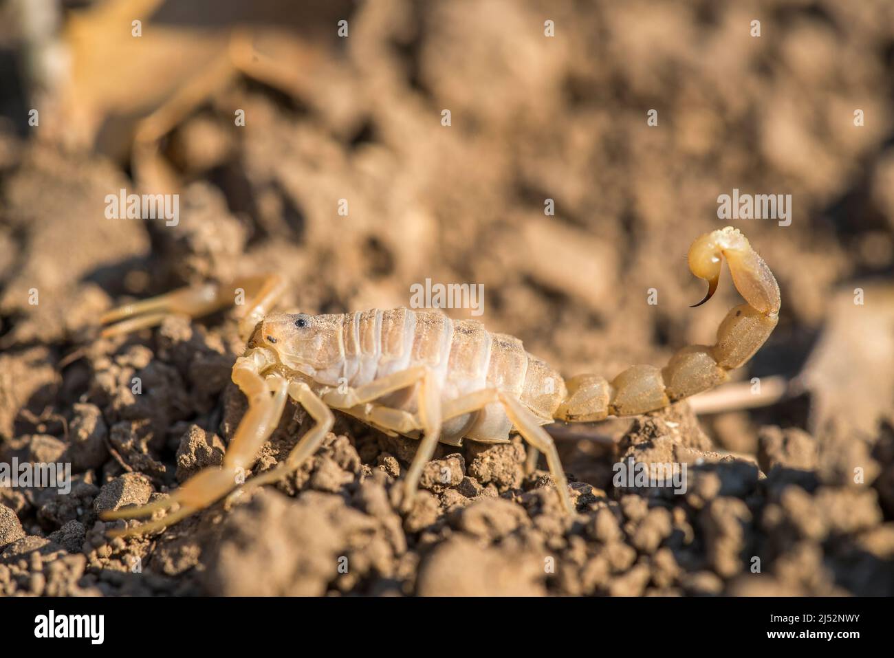 Buthus occitanus, the common yellow scorpion, is a species of scorpion in the family Buthidae. Stock Photo