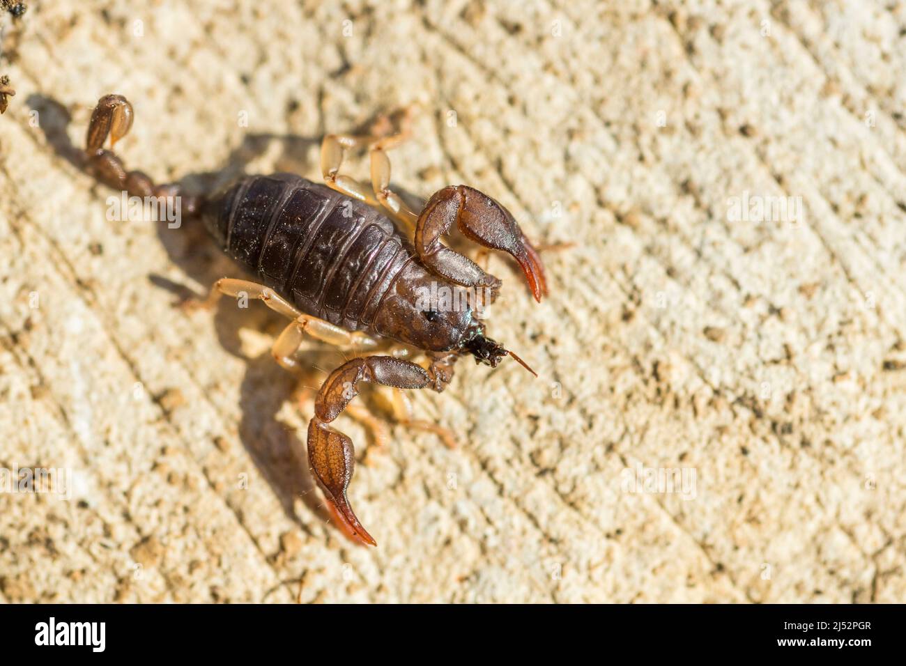 Euscorpius flavicaudis or Tetratrichobothrius flavicaudis, or the European yellow-tailed scorpion, a small scorpion, eat a prey. Stock Photo