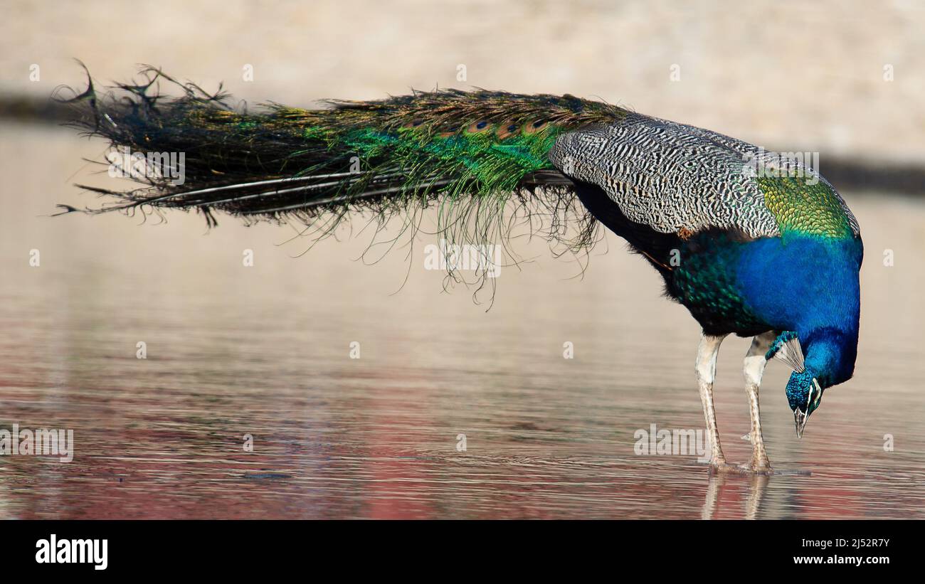 peacock, also called peafowl Stock Photo Alamy