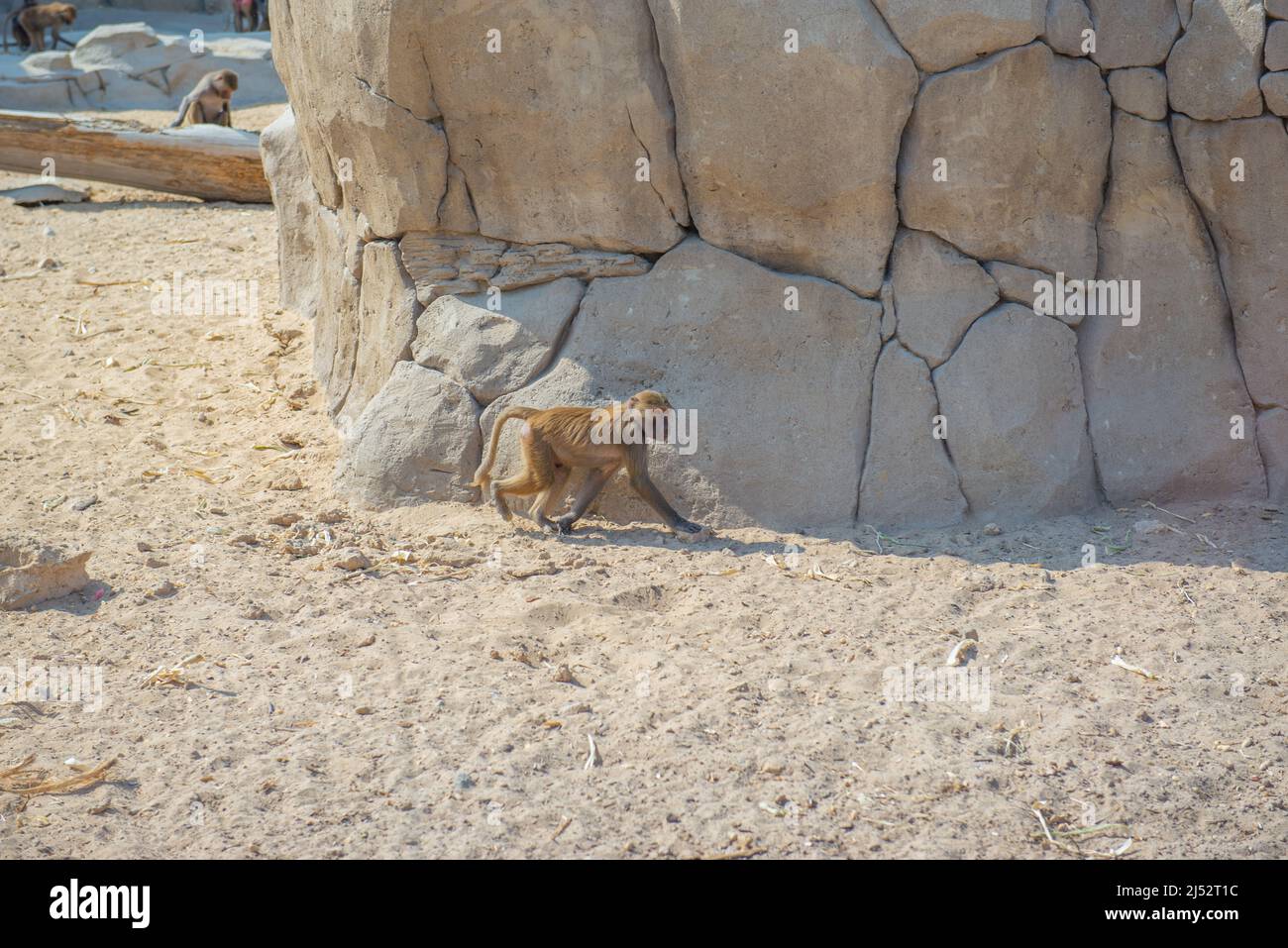 active macaque running on rock in the zoo Stock Photo