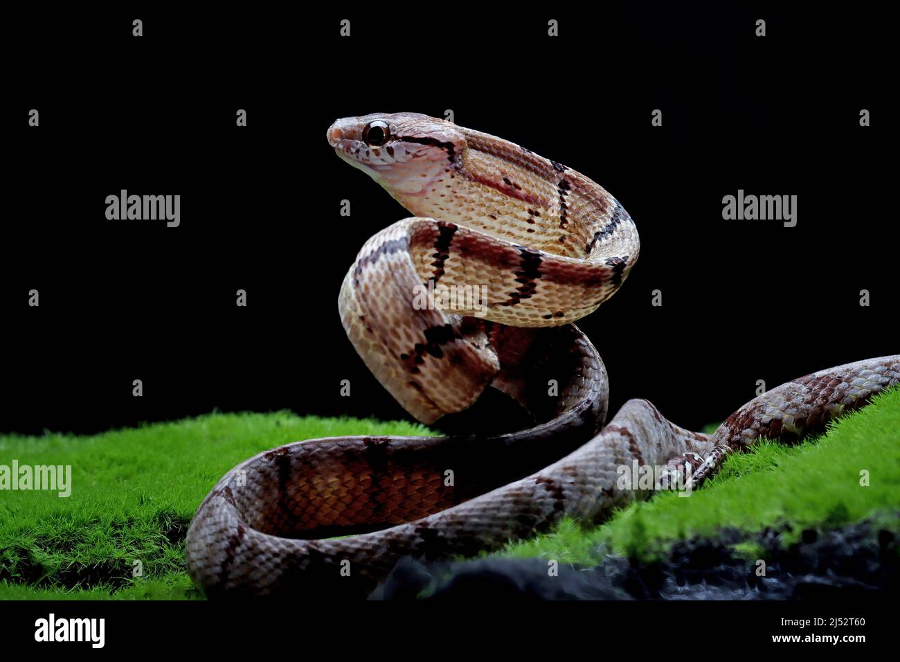 Boiga cynodon snake on moss ready to strike, Indonesia Stock Photo
