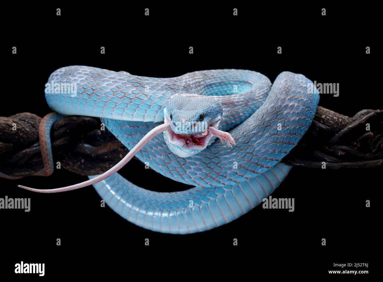 Blue viper snake on branch eating its prey, Indonesia Stock Photo