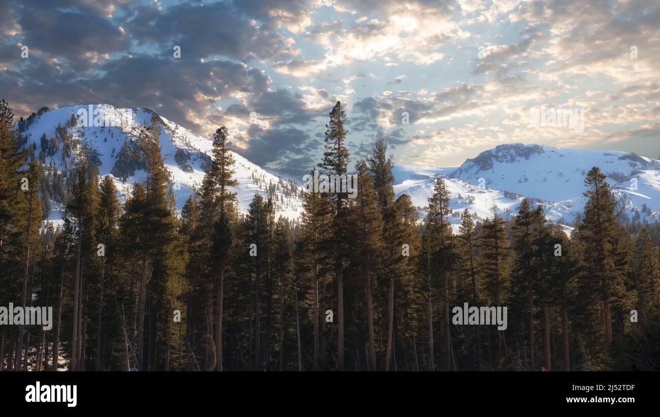 Pine tree forest, Mammoth Lakes, Mono County, California, USA Stock Photo