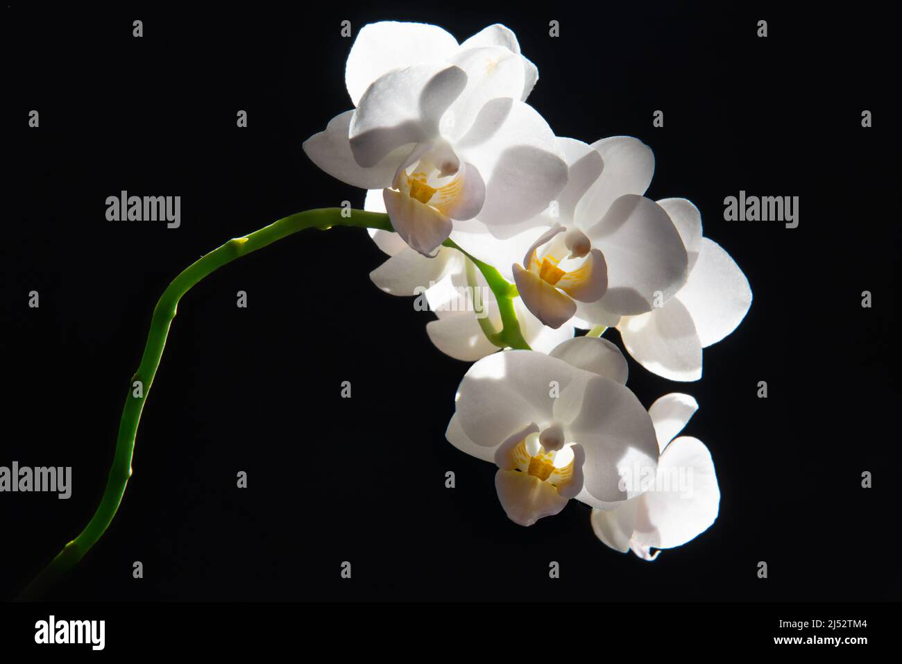 Close-Up of a white orchid against a black background Stock Photo