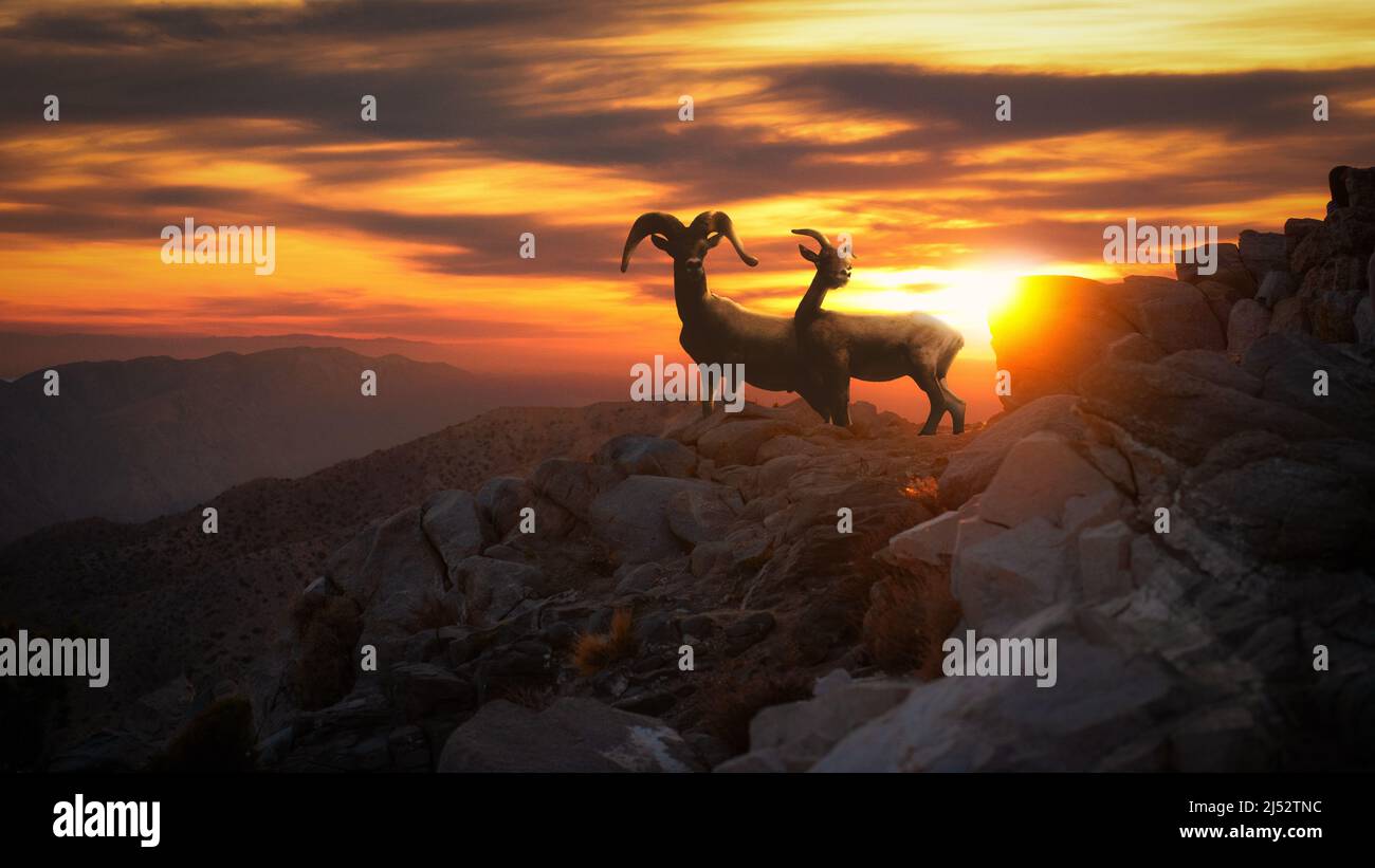 Silhouette of two Big Horn sheep at Sunset, California, USA Stock Photo