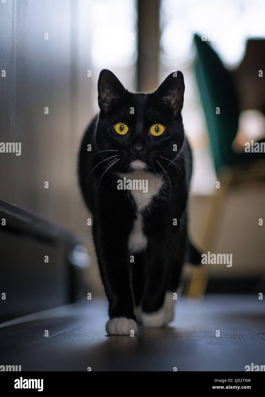 Black and white tuxedo cat walking inside a house Stock Photo - Alamy