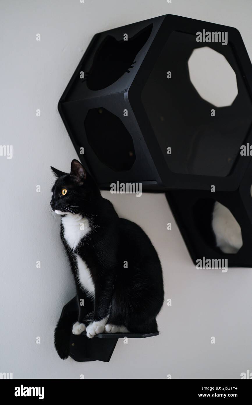 Black and white tuxedo cat sitting on a wall hi-res stock photography ...