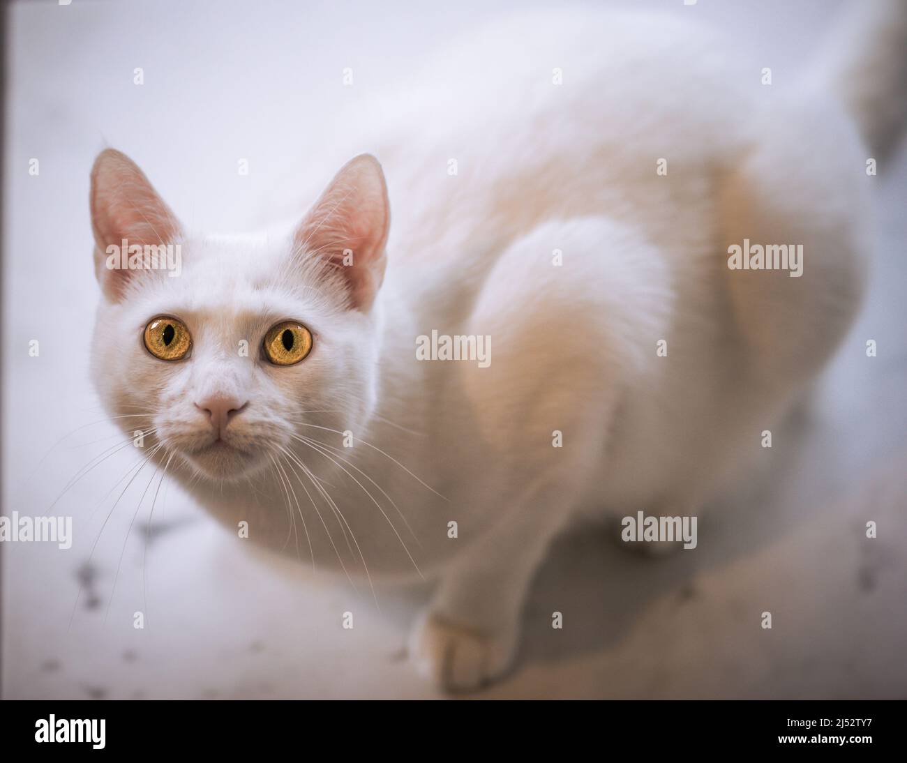 Portrait of a white cat with yellow eyes Stock Photo