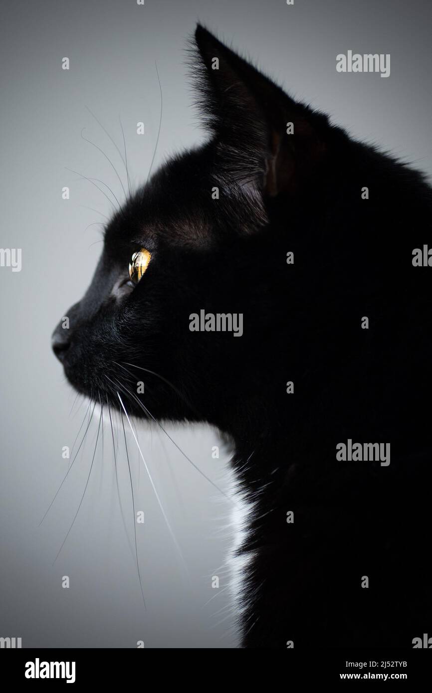 Close-up Portrait of a black and white tuxedo cat Stock Photo - Alamy