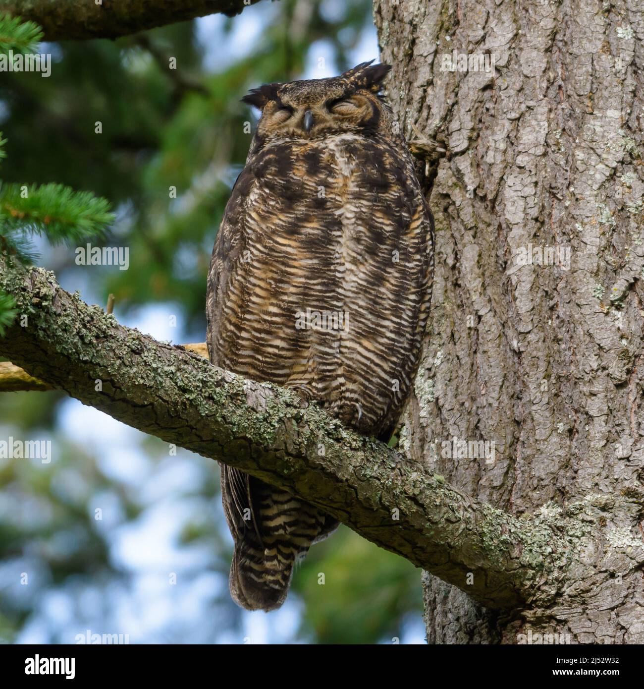 Great Horned Owl sitting in a tree sleeping, British Columbia, Canada Stock Photo
