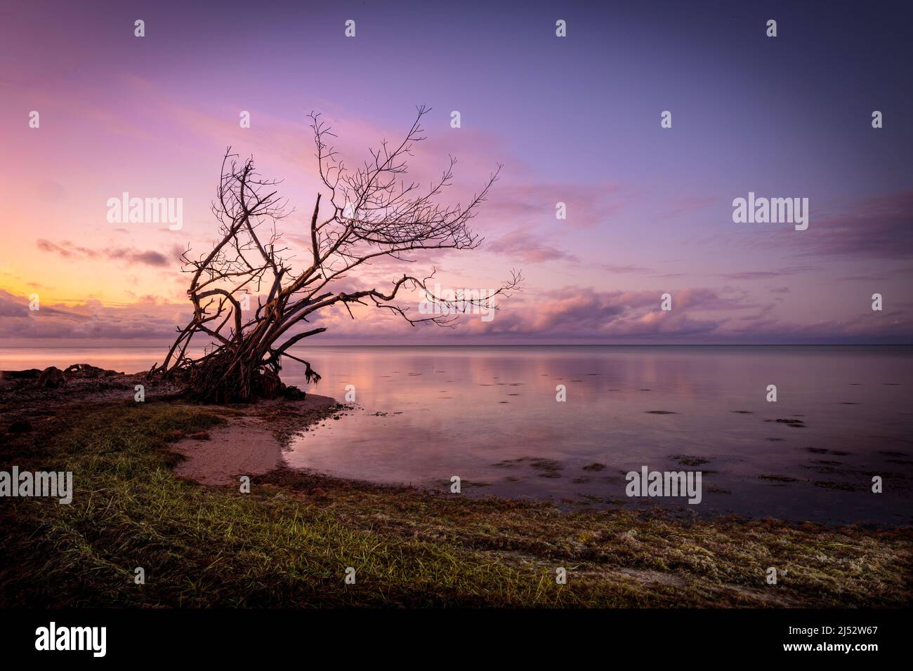 Dead mangrove tree, Florida Keys, USA Stock Photo
