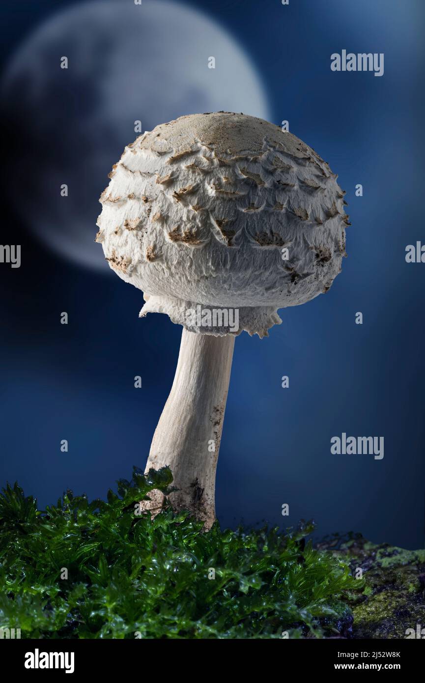 Round mushroom with moon at night, USA Stock Photo