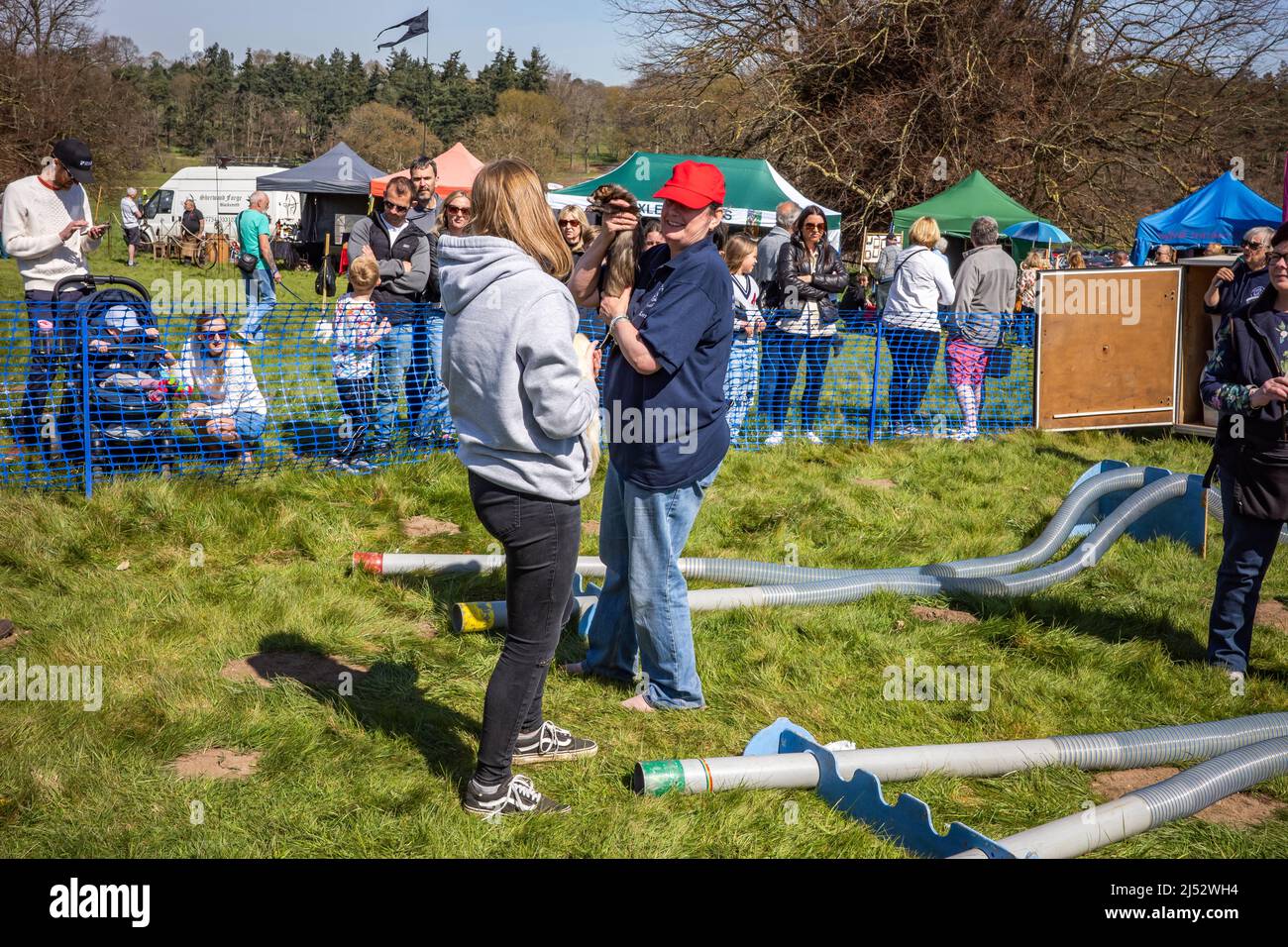 Ferret racing at the Henham Easter Country Show, April 2022 Stock Photo ...
