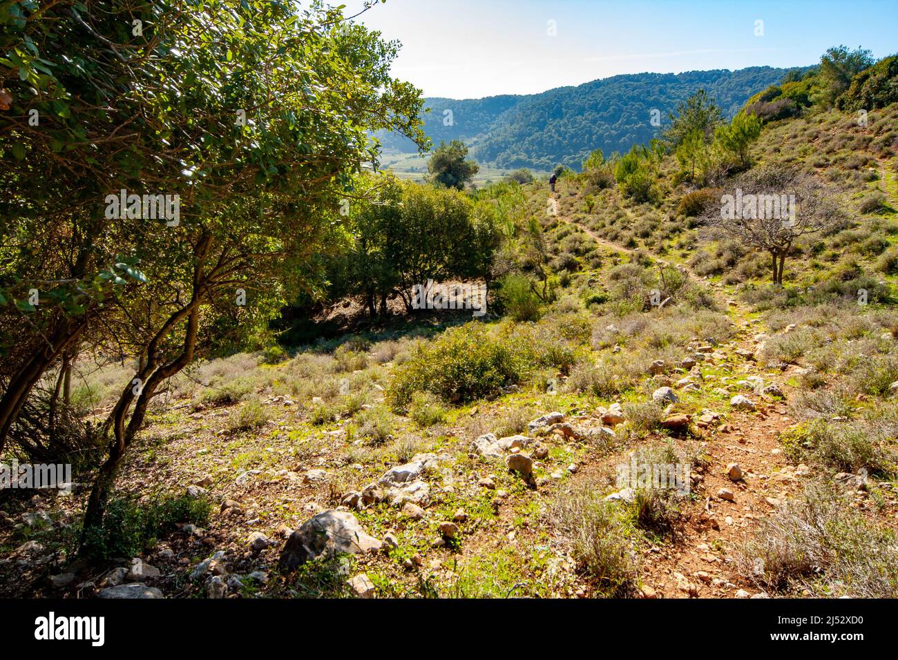 Grove on Mount Carmel Stock Photo Alamy