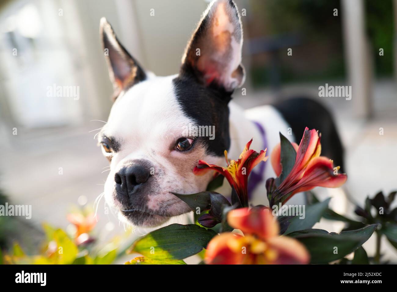 Portrait of a young Boston Terrier dog standing by orange peruvian lily flowers. Stock Photo