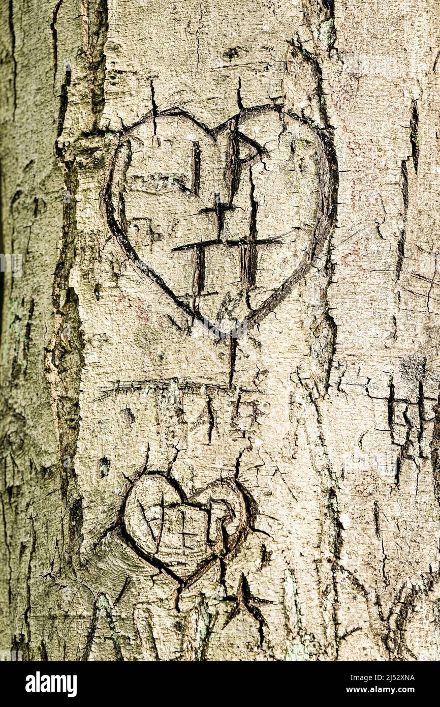 Hearts and initials carved in tree trunk Stock Photo