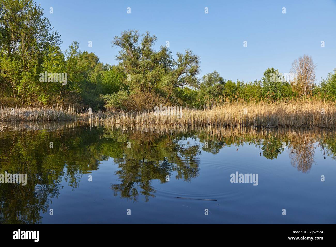 Water surface with trees Stock Photo