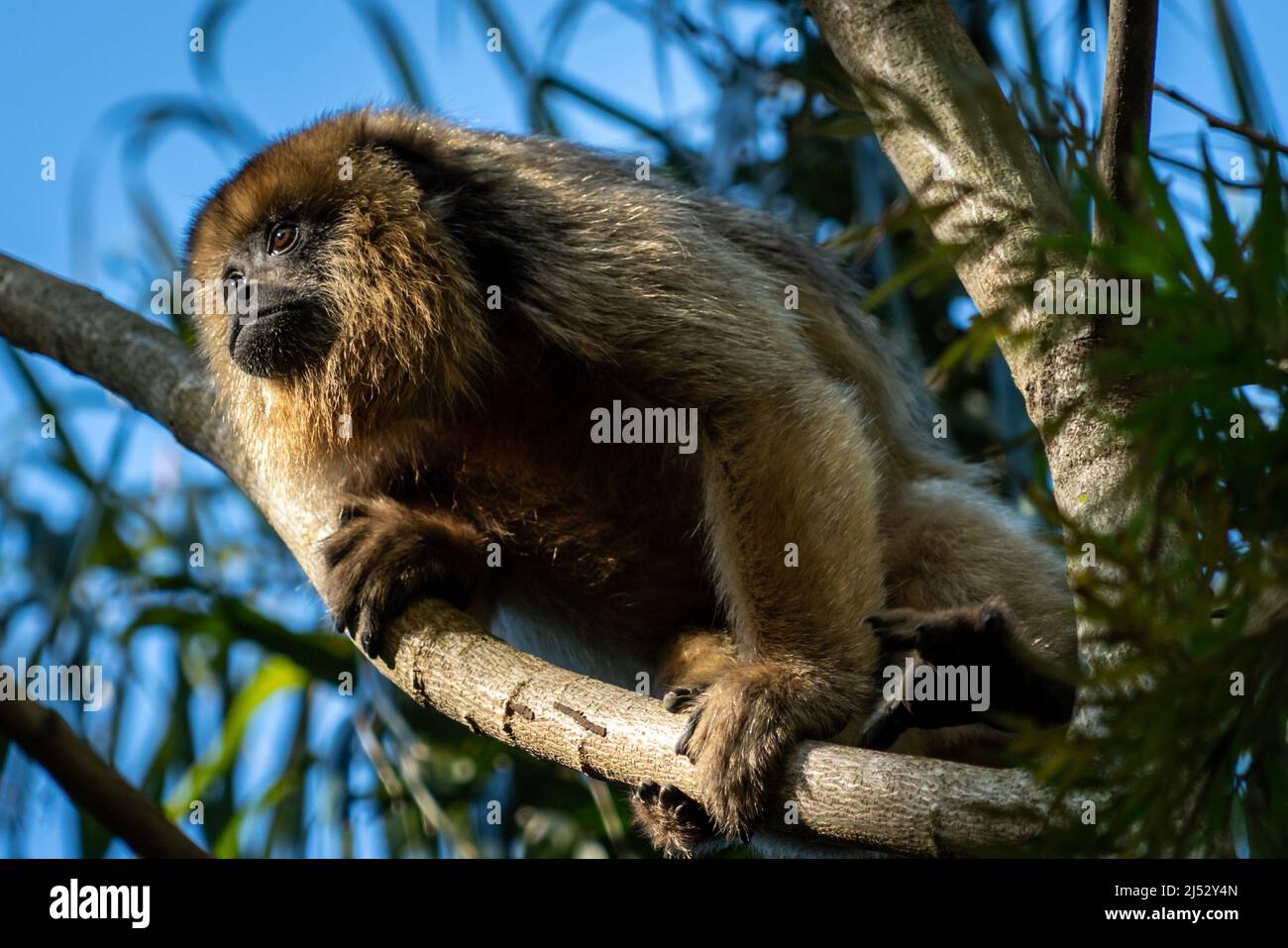 Carayá monkeys natural state, South American species, the male is black and the female is brown Stock Photo