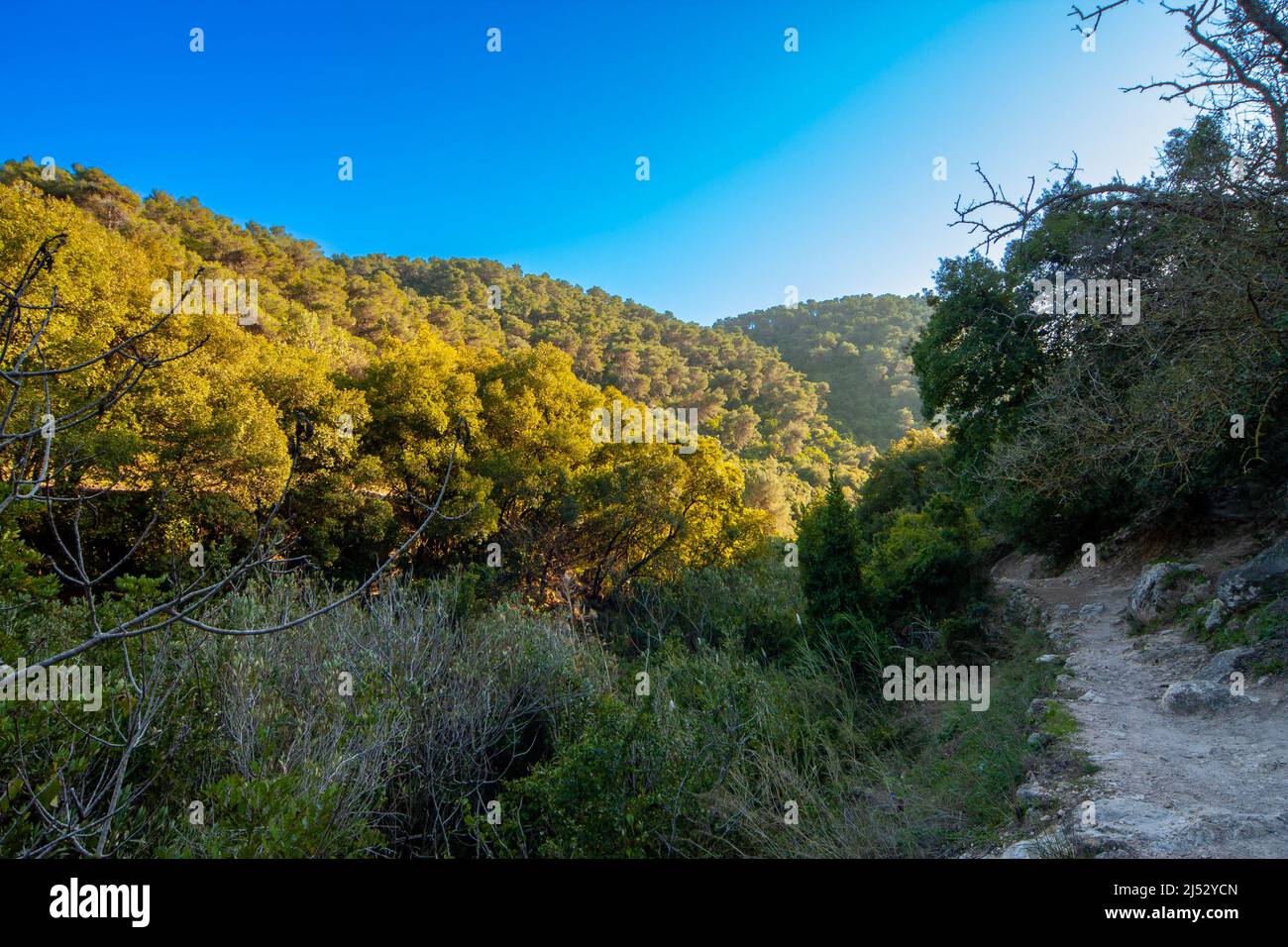 Grove on Mount Carmel Stock Photo Alamy