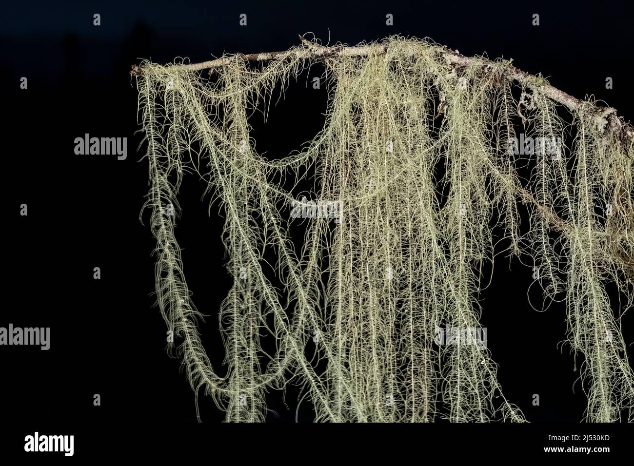 Methuselah's Beard, Usnea longissima, the world's longest lichen species, photographed at night on the Olympic Peninsula of Washington State, USA Stock Photo