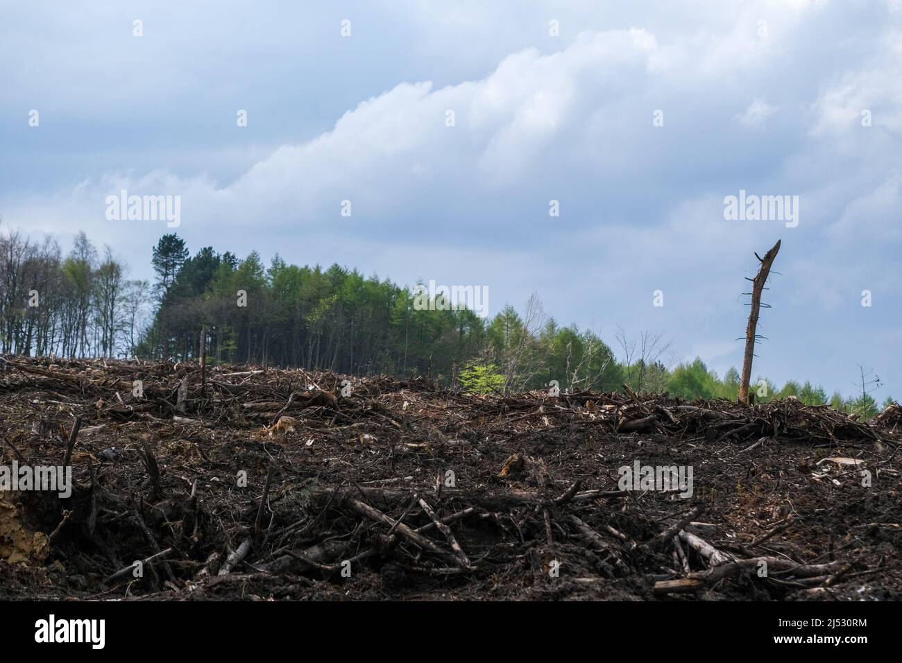 Rough Standhills Wood in Whirlow which has been devastated by forestry work Stock Photo