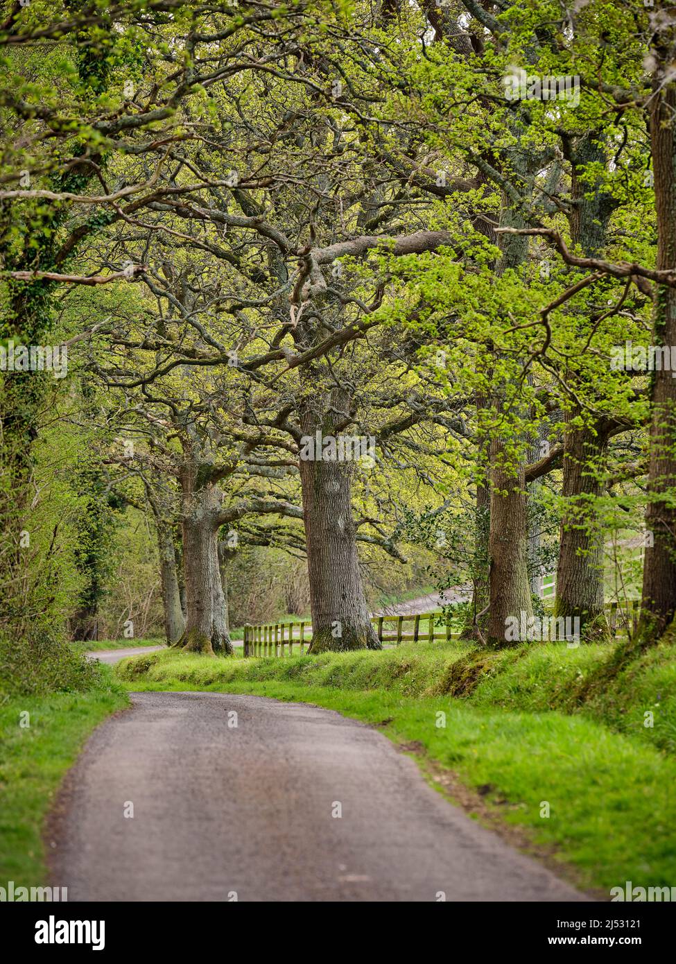 A picturesque country lane lined with trees near the West Sussex village of Graffham. Stock Photo