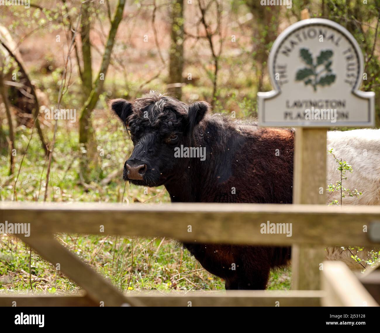 Cattle grazing the National Trust Lavington Plantation near Graffham, West Sussex, UK Stock Photo