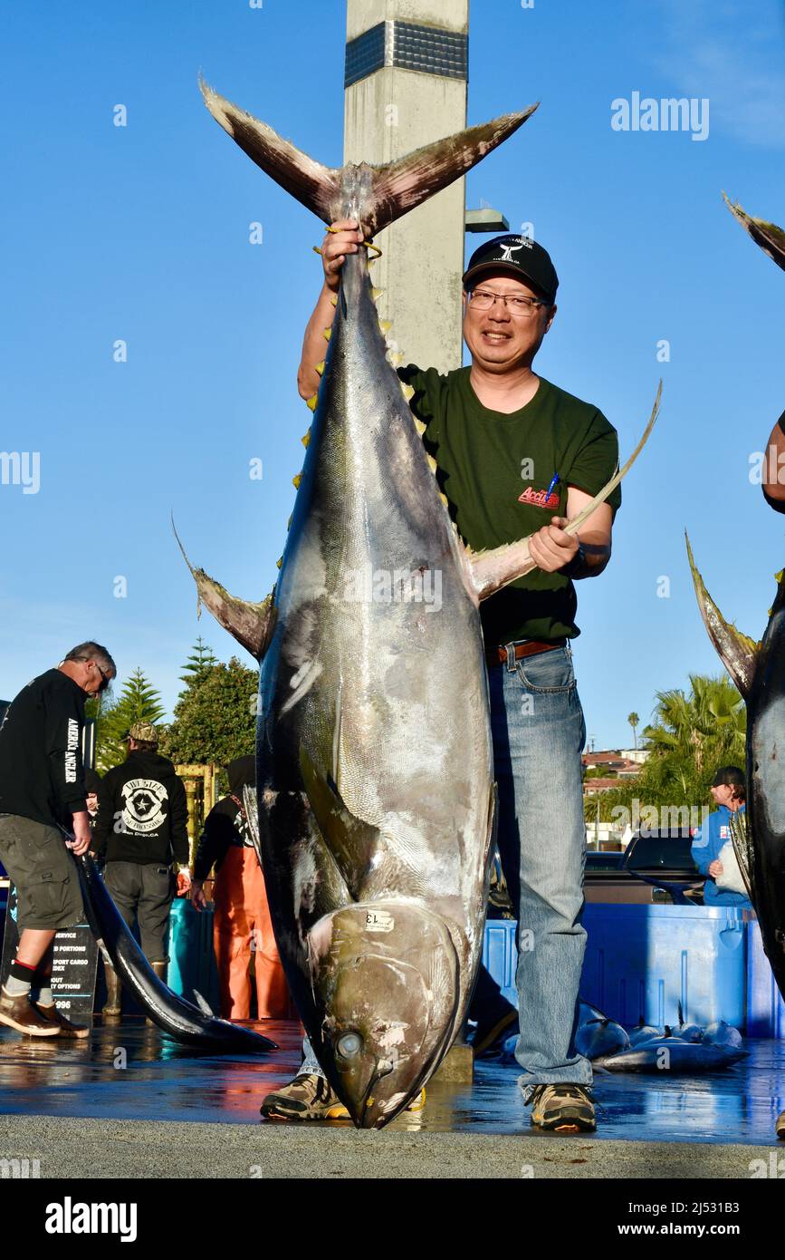 Large tuna fish caught in Pacific Ocean by sports fisherman, catch  unloaded, weighed, sorted, sold at Fisherman's Landing, San Diego,  California, USA Stock Photo - Alamy
