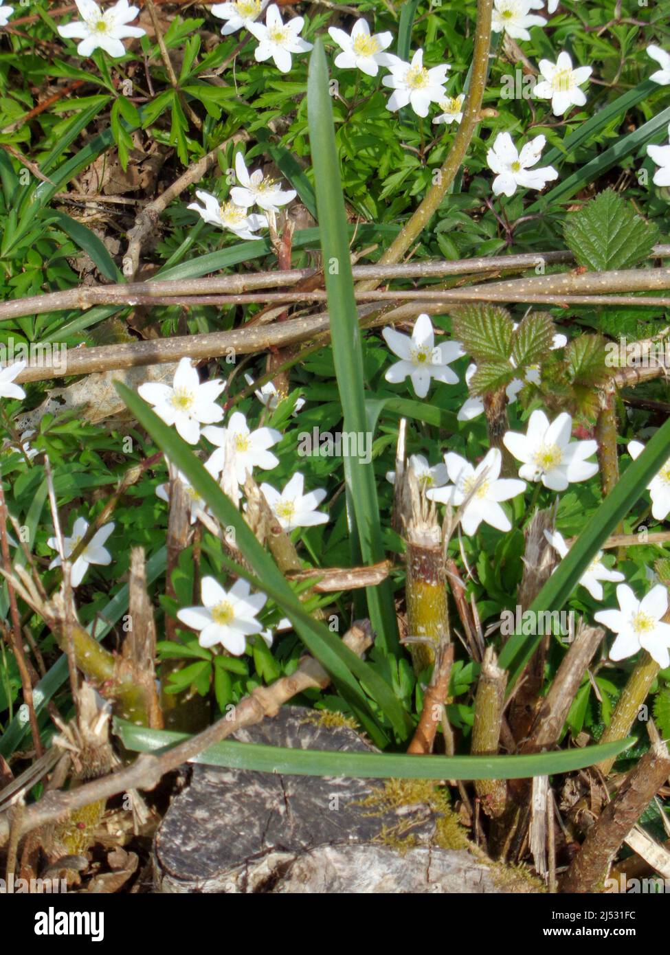 Natural spring still life of Wood anemone, Anemone nemorosa, from directly above forming an intimate  pattern with twigs and moss covered tree stump Stock Photo