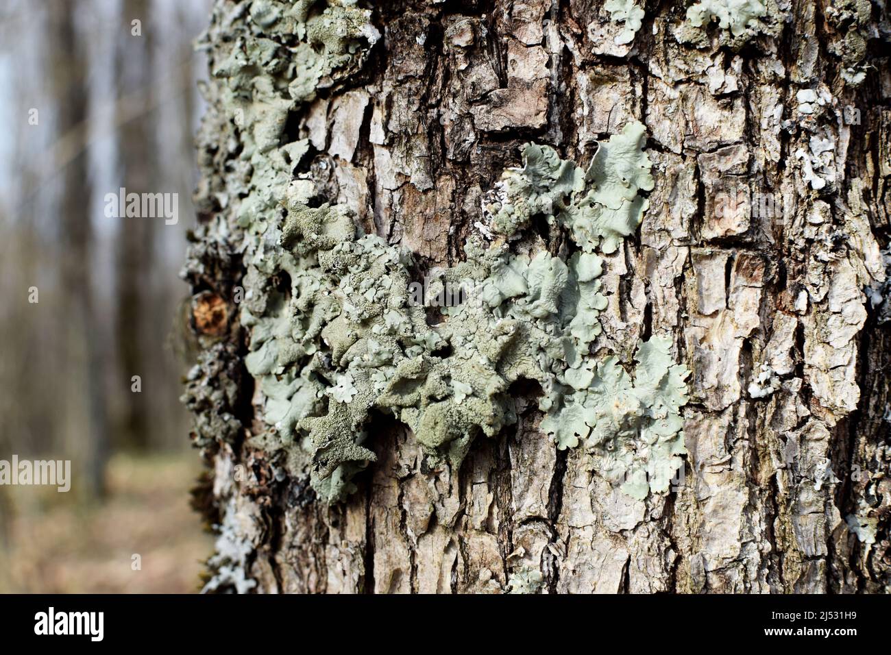 Hypogymnia physodes lichen on a tree trunk in the forest close up, selective focus Stock Photo
