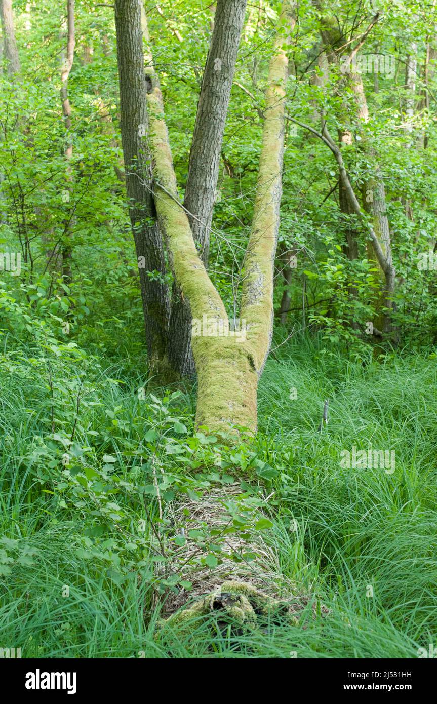 Fallen tree covered with greenery and moss hugs another tree. Stock Photo