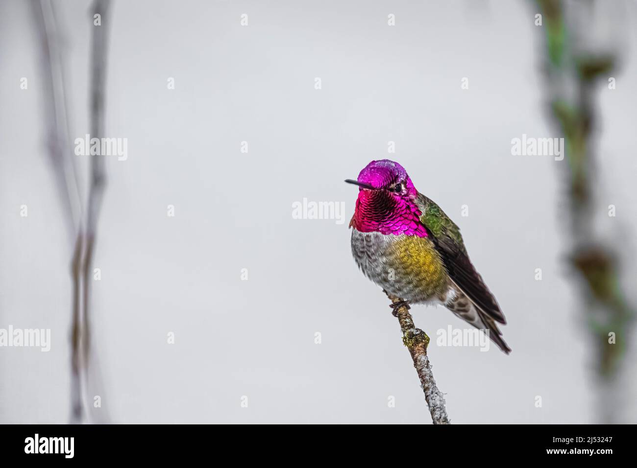 Hummingbirds coming to feeder hires stock photography and images Alamy