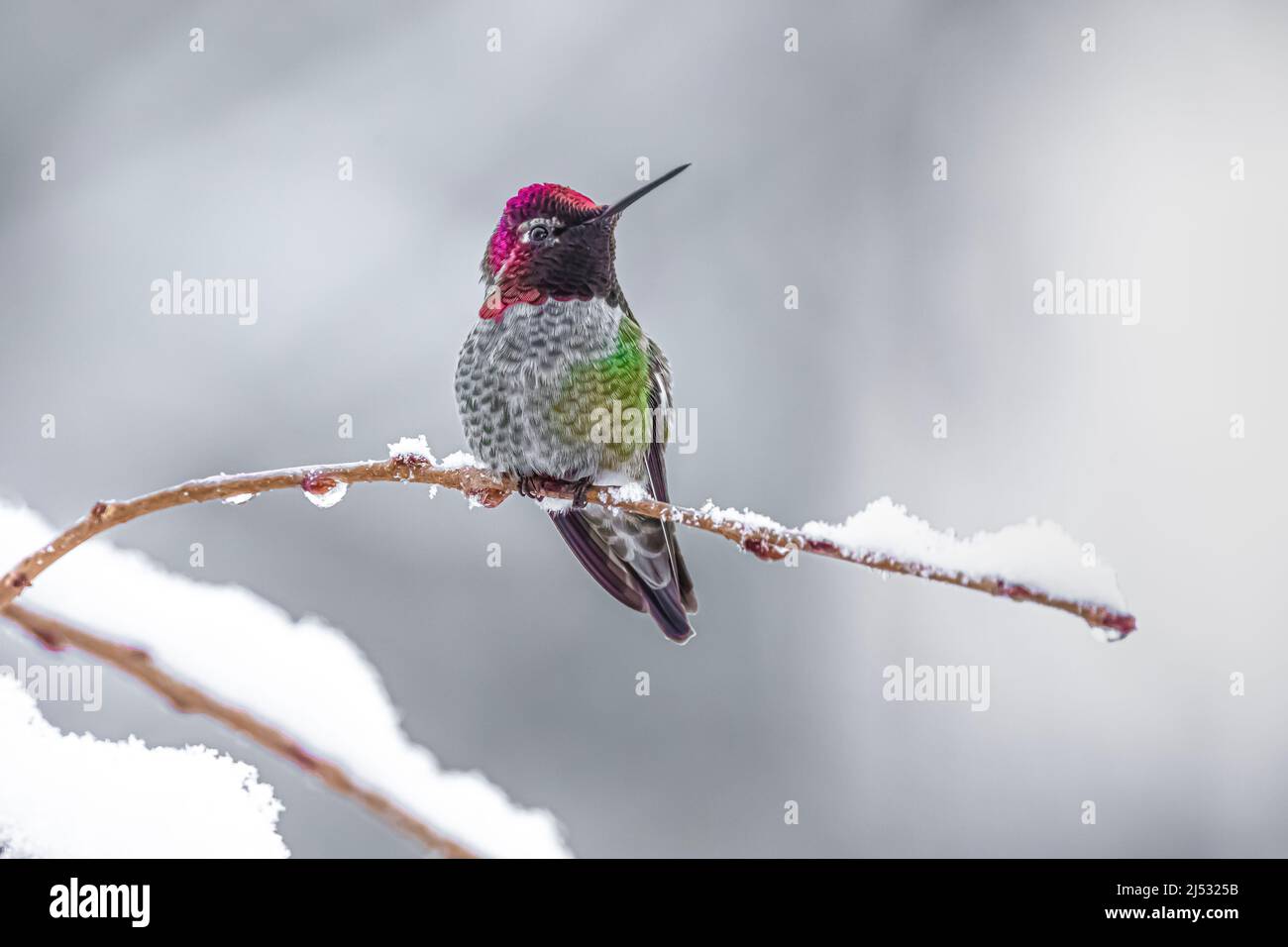 Hummingbirds coming to feeder hires stock photography and images Alamy