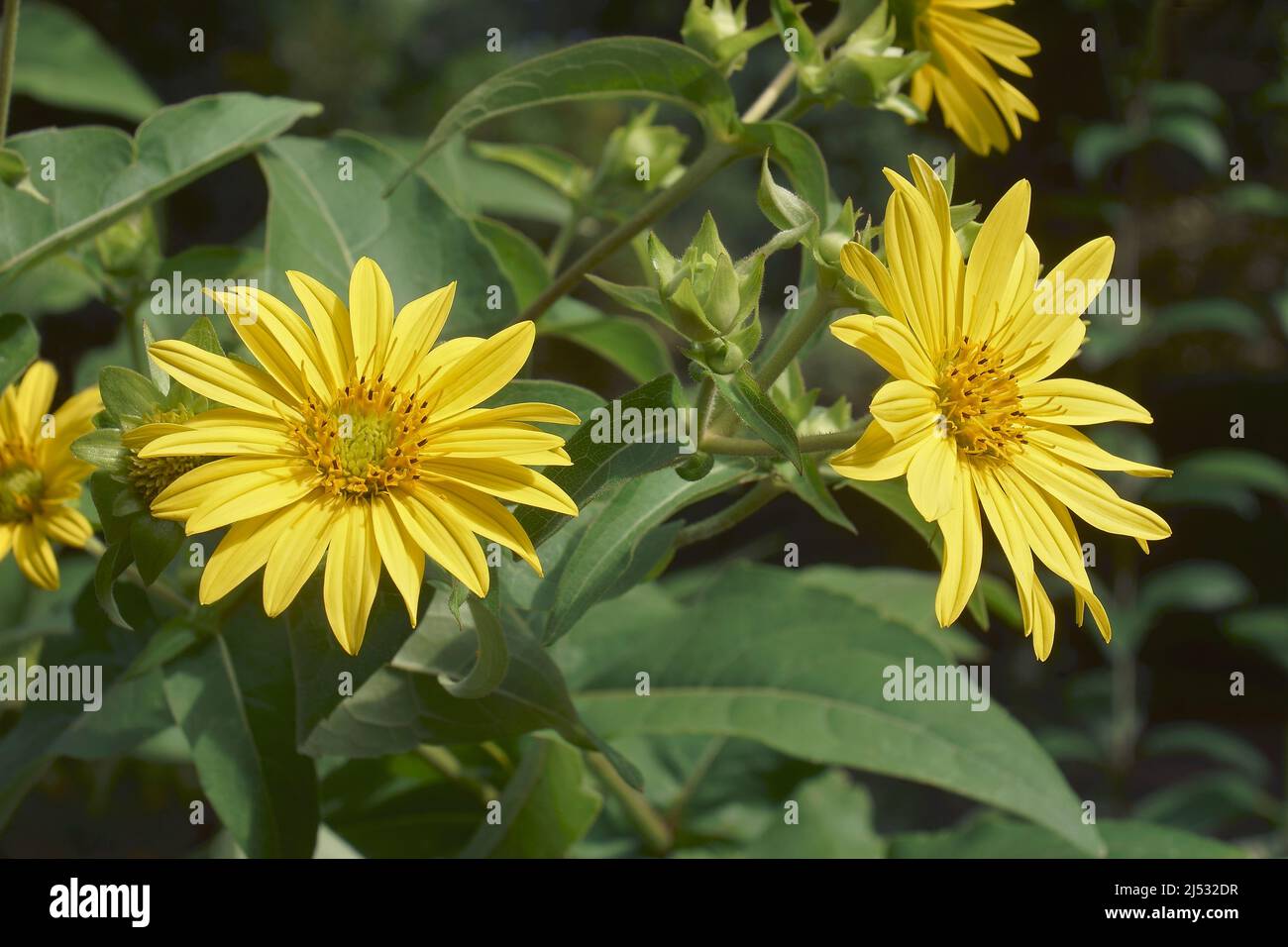 Jerusalem artichoke (Helianthus tuberosus). Called Sunroot, sunchoke, wild sunflower, Topinambur