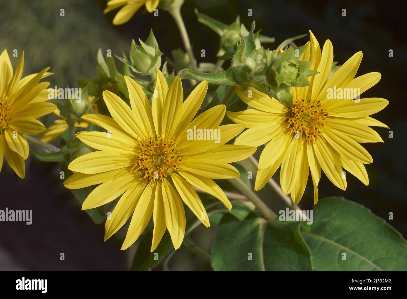 Jerusalem artichoke (Helianthus tuberosus). Called Sunroot, sunchoke