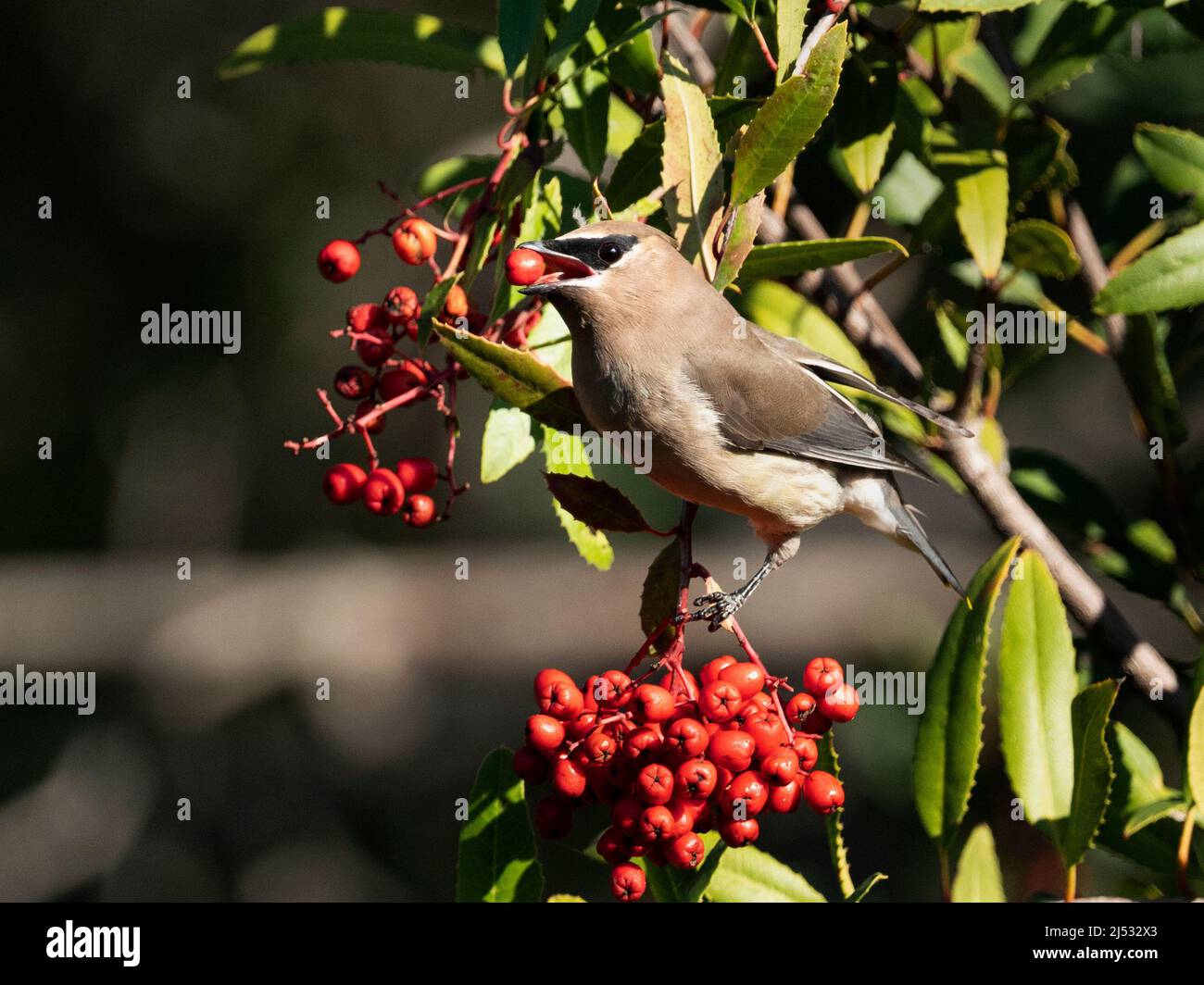 A beautiful Cedar Waxwing eating red berries. Stock Photo