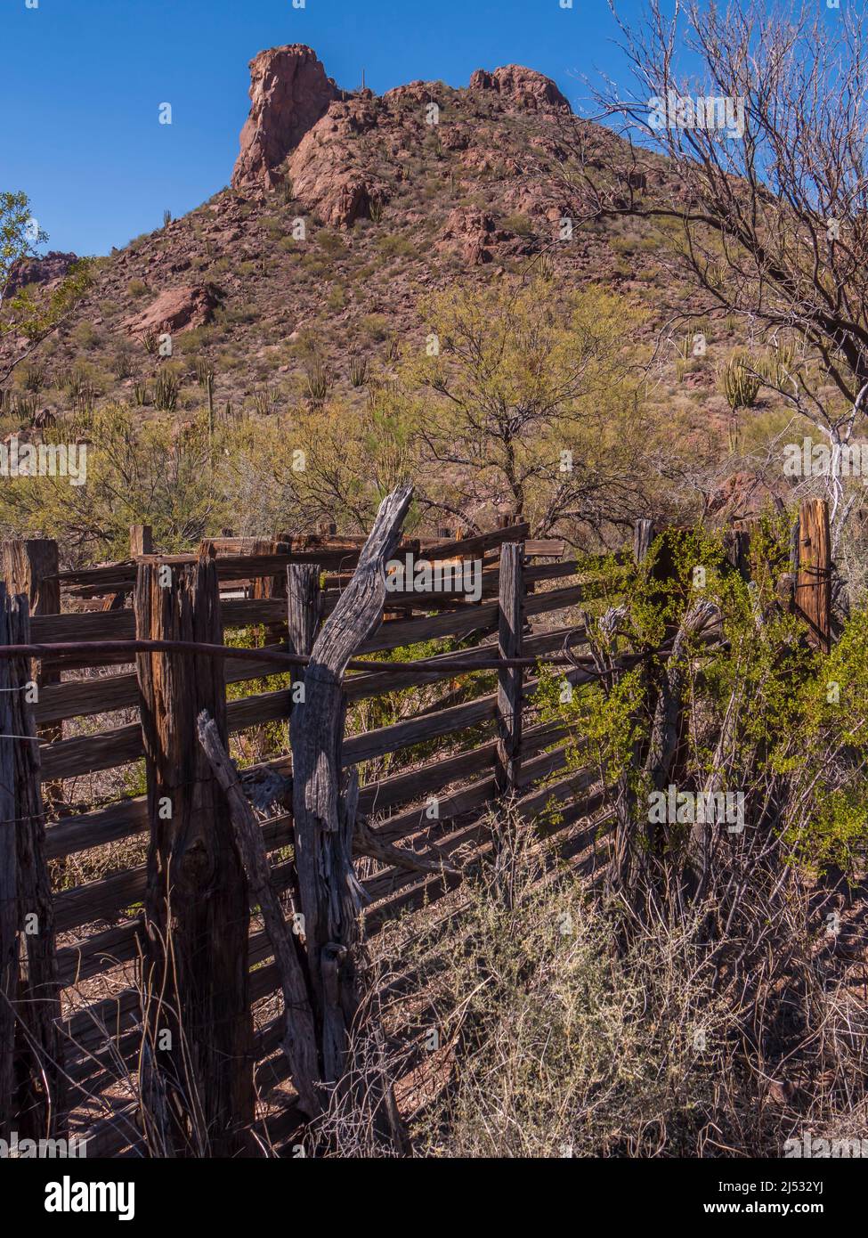 Corral, Alamo Canyon, Organ Pipe Cactus National Monument, Arizona. Stock Photo