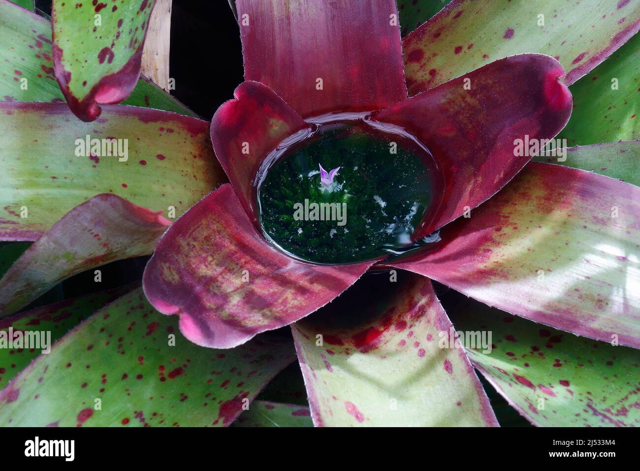Blushing bromeliad (Neoregelia carolinae) Stock Photo