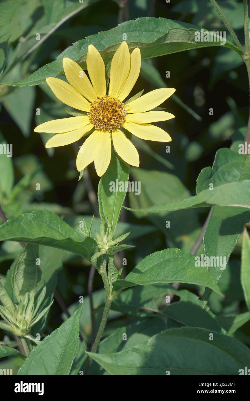 Jerusalem artichoke (Helianthus tuberosus). Called Sunroot, sunchoke