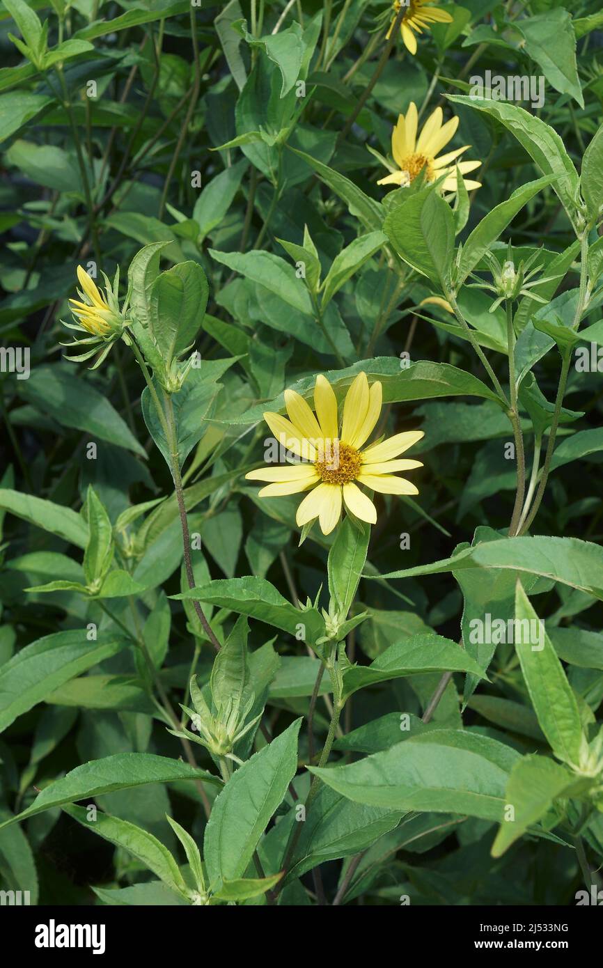 Jerusalem artichoke (Helianthus tuberosus). Called Sunroot, sunchoke, wild sunflower, Topinambur