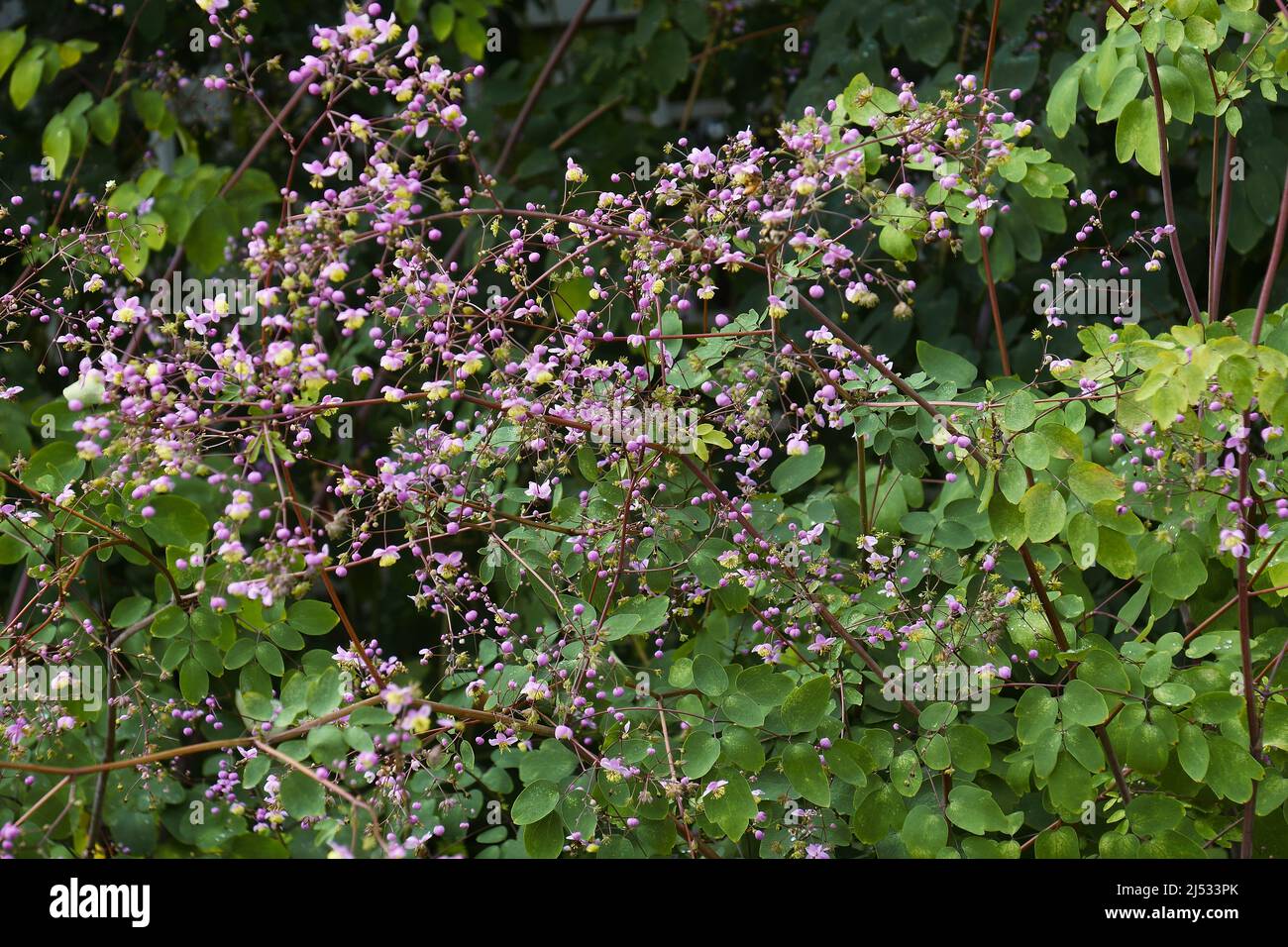 Chinese meawow-rue (Thalictrum delavayi) Stock Photo