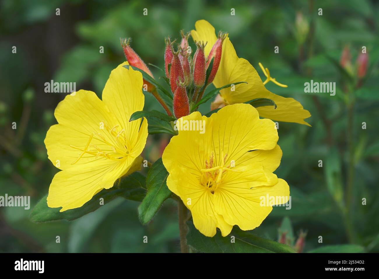 Common Evening primrose (Oenothera biennis). Called Evening star, Sundrop, Weedy evening primrose, German rampion, Hog weed and Fever-plant also Stock Photo