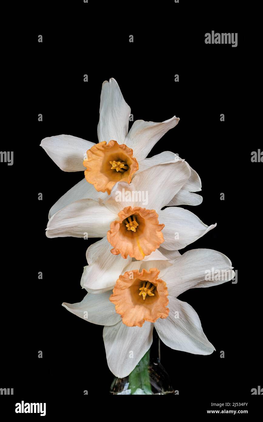 Salmon colored Narcissus or daffodil against a black background. It is a genus of spring flowering perennial plants of the amaryllis family, Amaryllid Stock Photo
