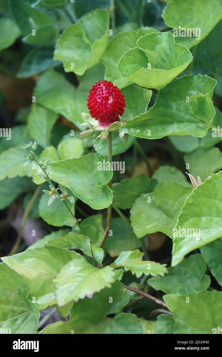 Mock strawberry (Potentilla indica). Called Indian strawberry and False strawberry also. Another botanical name is Duchesnea indica. Stock Photo