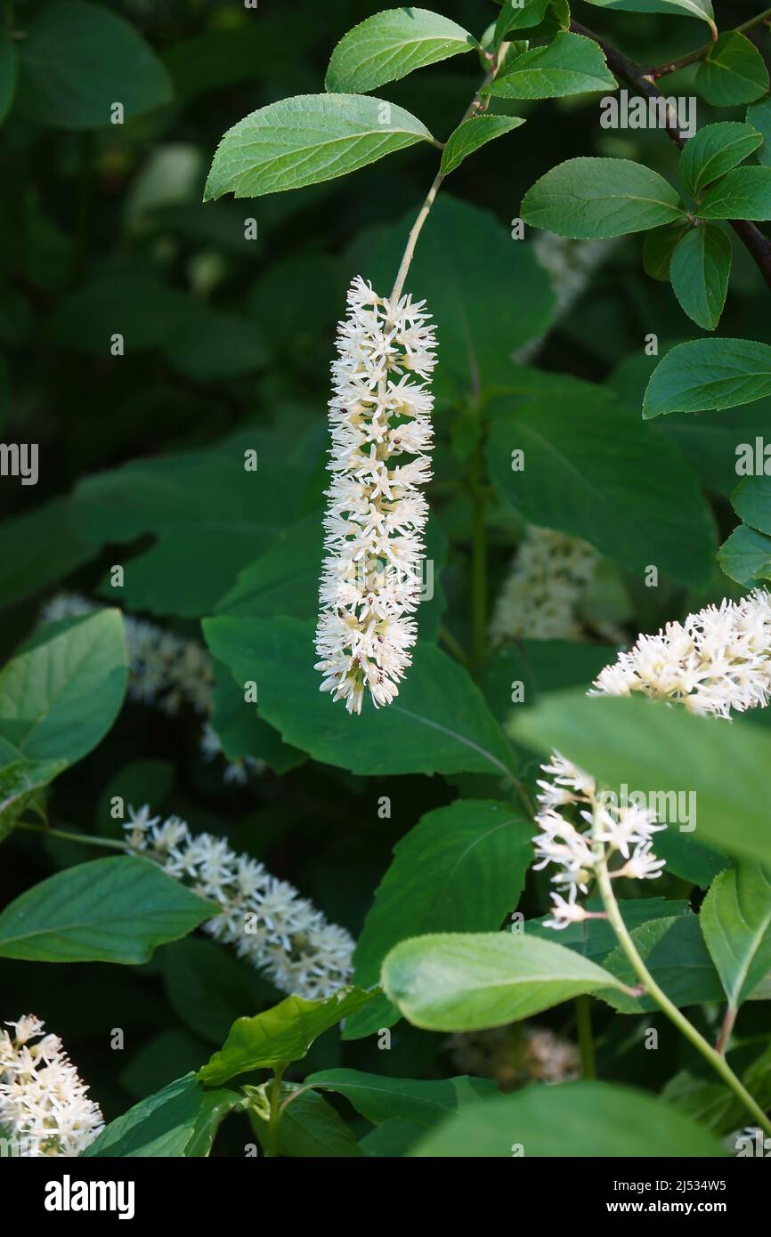Virginia sweetspire (Itea virginica). Called Virginia willow also. Stock Photo