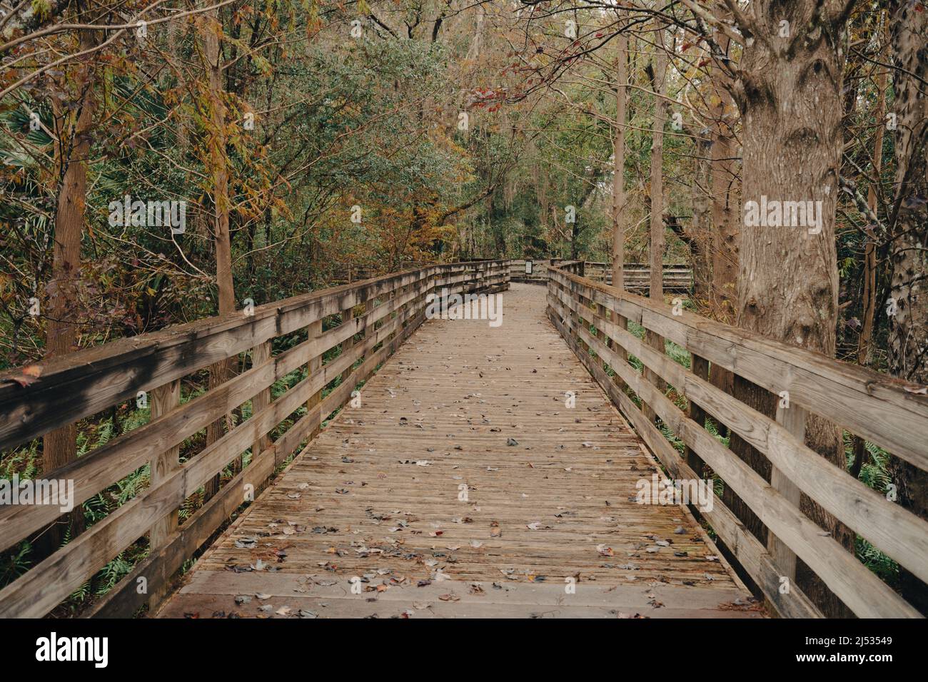 Boardwalk in woods at Lake Lotus nature park in Altamonte Springs