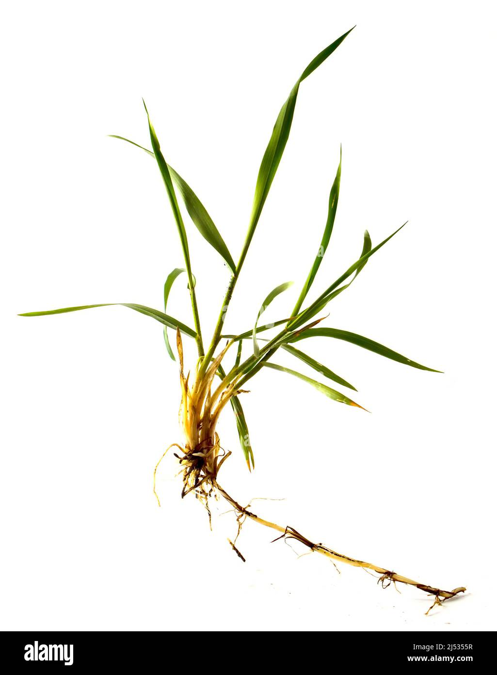 Weed wheatgrass with root isolated on white. Stock Photo