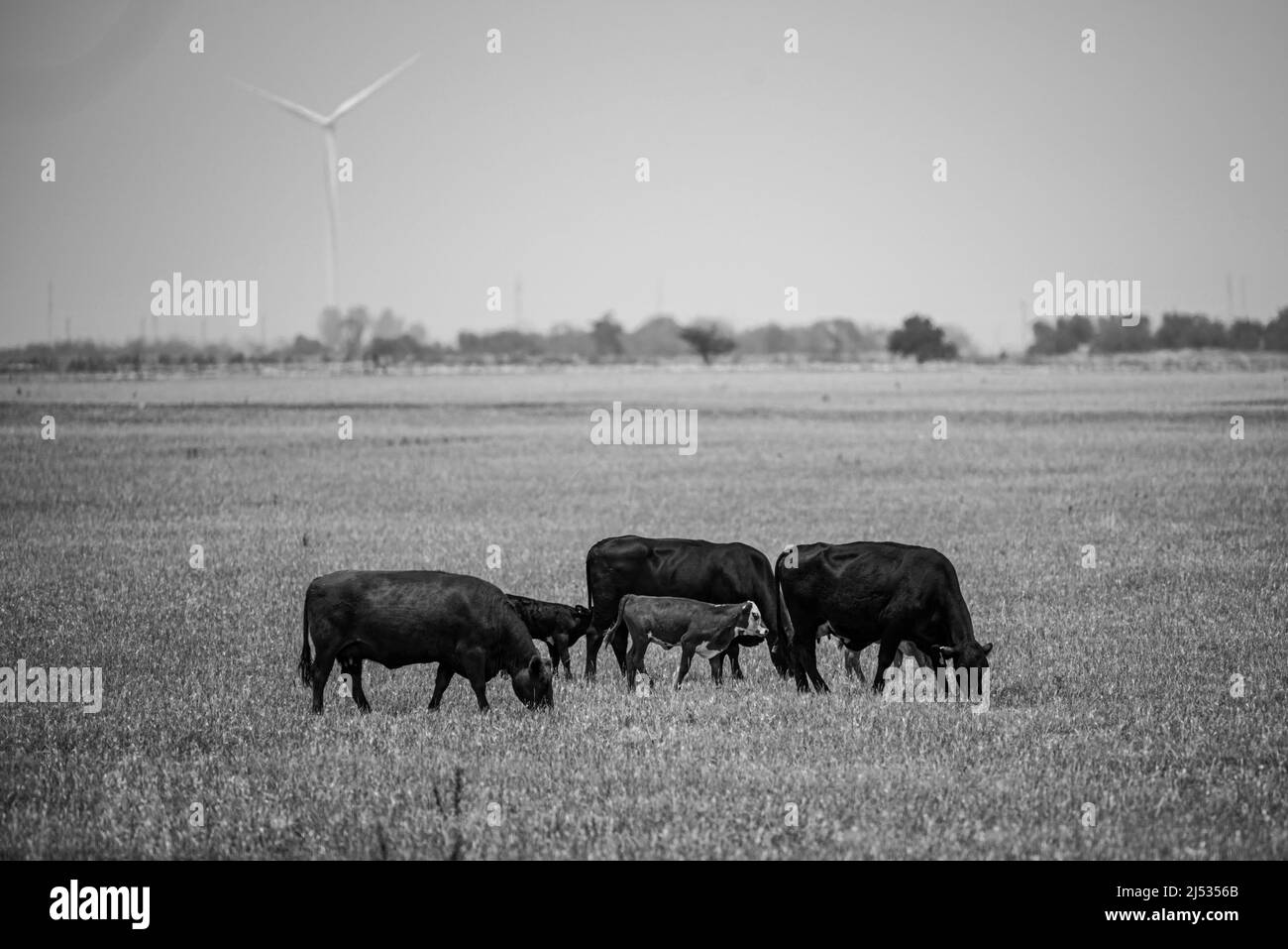 Meadow with grazing cow and calves. Cows in a grassy field on sunny day ...