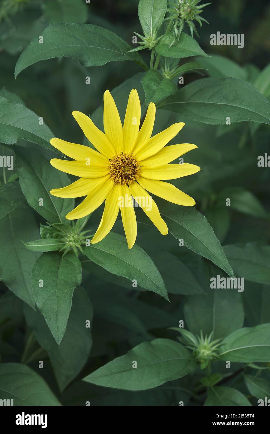Jerusalem artichoke (Helianthus tuberosus). Called Sunroot, sunchoke